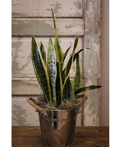 Snake Plant  Plants
