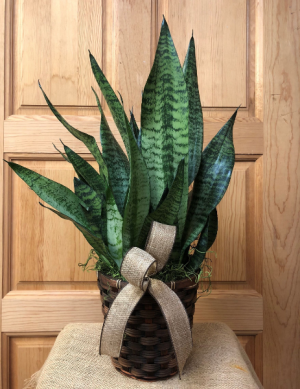Snake Plant Sansevieria