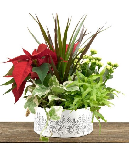 Snow Pine Planter Festive Tropical planter