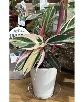 Socialite Triostar Green houseplant