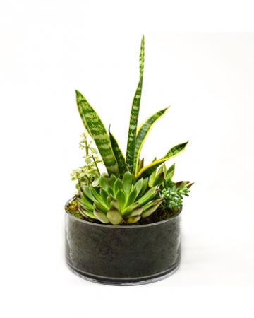 socu Garden 