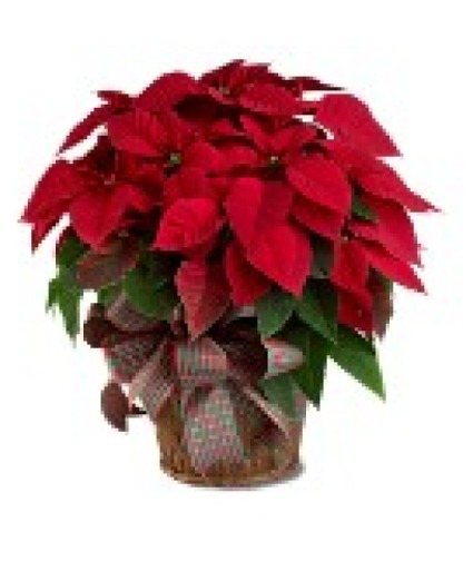  Poinsettia Holiday Plant
