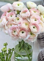 Someone Special Ranunculus  Ranunculus 