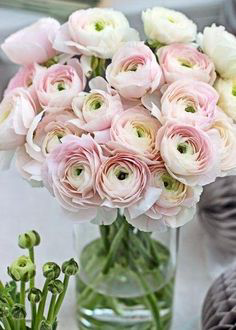 Someone Special Ranunculus  Ranunculus 