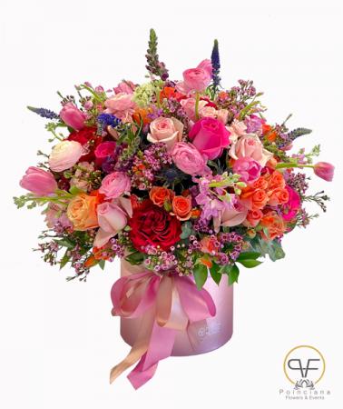 Sonia´s Gift  