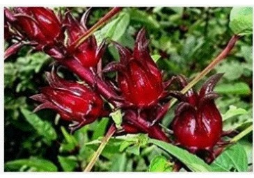 Sorrel Seeds  in Lehigh Acres, FL | WESTMINSTER FLORIST