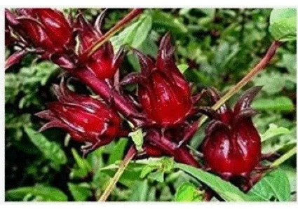 Sorrel Seeds 