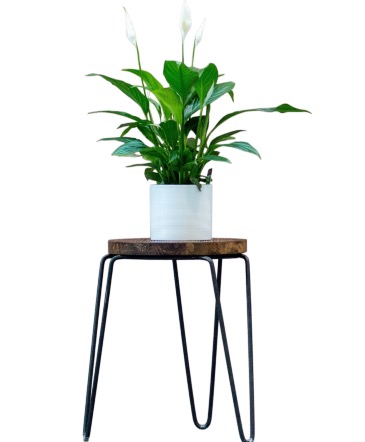 Spathiphyllum "Peace Lily"  in Jacksboro, TX | AMBROSE FLORAL DESIGNS