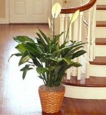 Spathiphyllum Plant for Sympathy plant