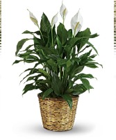 Peace Lily Plant