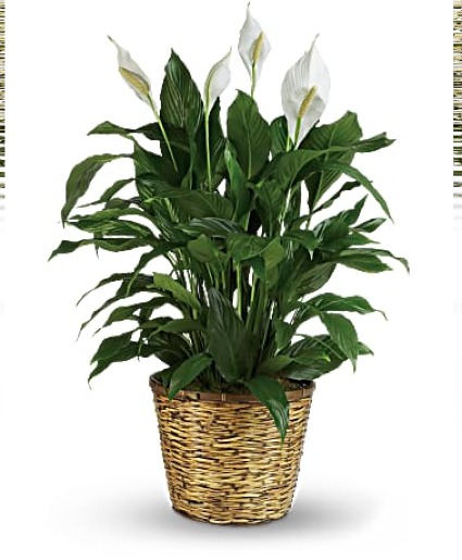 Peace Lily Plant