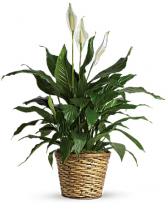 Spathiphyllum  sincere condolences