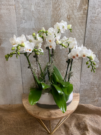 Mini Orchids Planter  4 or 8 stems of orchids