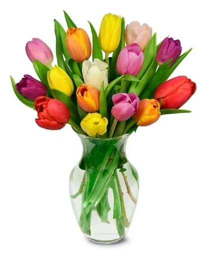 Spring Tulips  