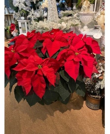 Specialty Poinsettias 