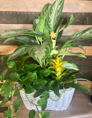 Spectacular plant basket Live plants in Lakeside, CA | Finest City Florist