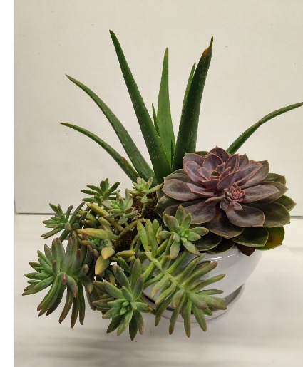 Spectacular Succulent Garden in Modern Bowl 