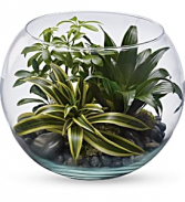 Sphere of Tranquility - 021 Green plant 