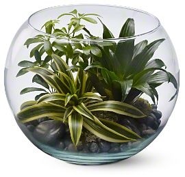 Sphere of Tranquility Plants For Him in Los Angeles, CA | MY BELLA FLOWER