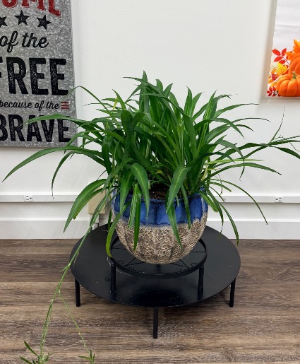 Spider Plant 