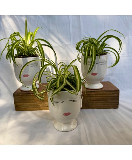 Spider Plant Face Planter 