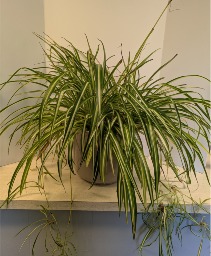 14" Spider Plant in ceramic planter NFS-P151
