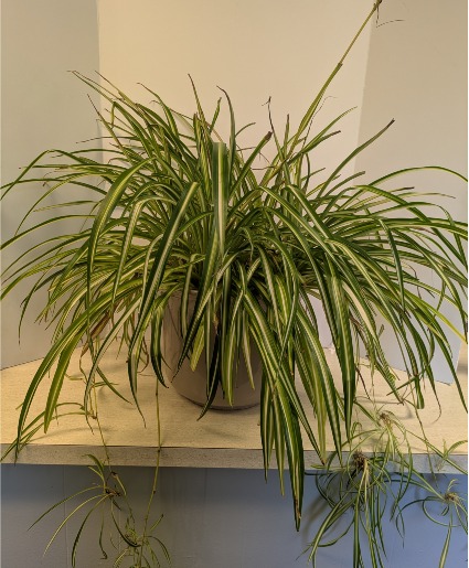 14" Spider Plant in ceramic planter NFS-P151