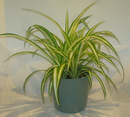 SPIDER PLANT Indoor Plants