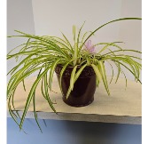 Spider Plant NFS-P151