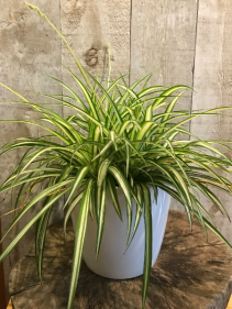Spider Plant 8" Diameter plants