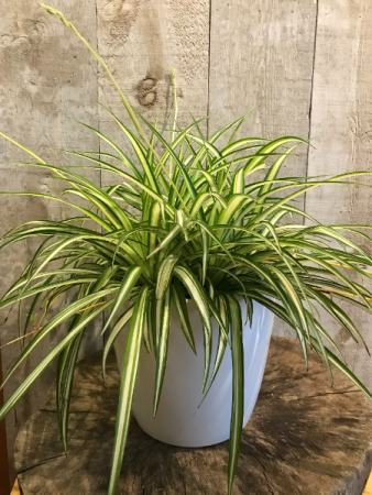 Spider Plant 8" Diameter plants