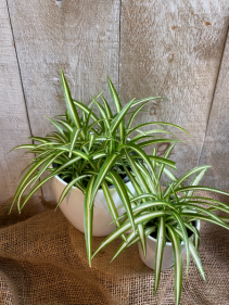 Variegated Spider Plants  in Ceramic pot