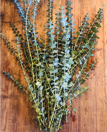 Spiral Eucalyptus   in Norfolk, NE | Blossom + Birch