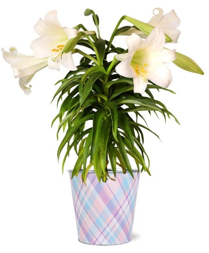 SPIRITED EASTER LILY 