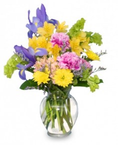 SPLASH OF SPRING 