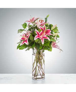 Splendent Stargazers 