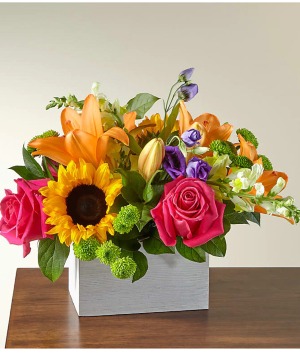 Splendid - 00295 