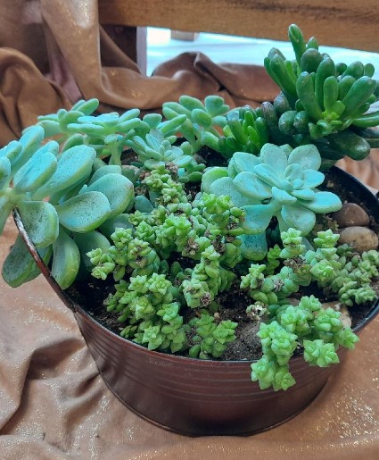 Splendid Succulents Trio of succulents