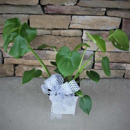 Split Leaf Monstera
