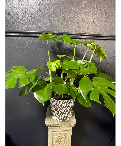 Split Leaf Monstera Plant 