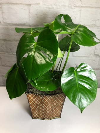 Split Leaf Philly in Brown Criss Cross Tin