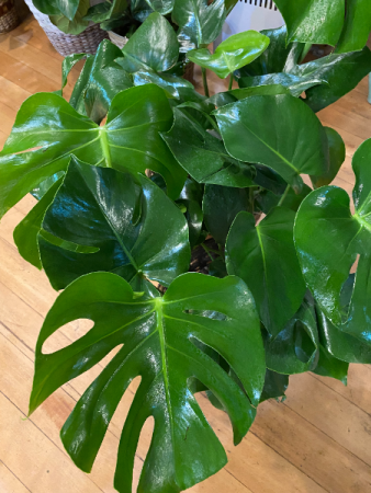 Split-Leaf Philodendron 