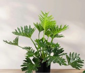 Split Leaf Plant Plant