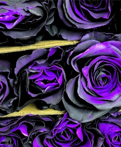 Spooky Black & Deep purple Roses 