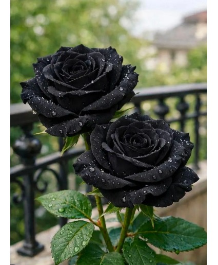 Spooky Black roses with spider webs  Flower Arrangement