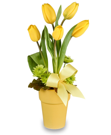 SPREAD THE JOY Tulip Arrangement