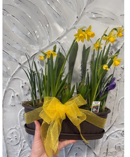 Spring 12"  Oval Bulb Garden 