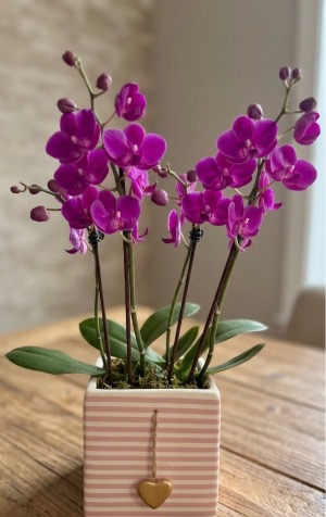 Spring Arrangement Arrangement orchids 