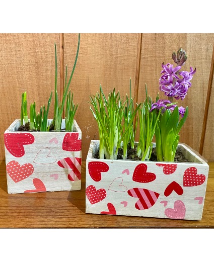 Valentine Bulb Garden  