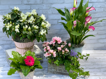 Spring Blooming Plant Live Plant